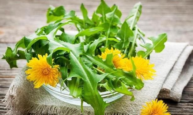 蒲公英泡水有哪些好处,蒲公英叶茶和蒲公英根