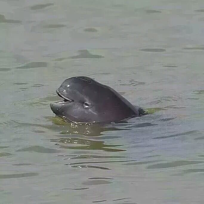 江西余干县有个“江豚湾”,聚集了200余头江豚 江西余干县有个“江豚湾”,聚集了200余头江豚