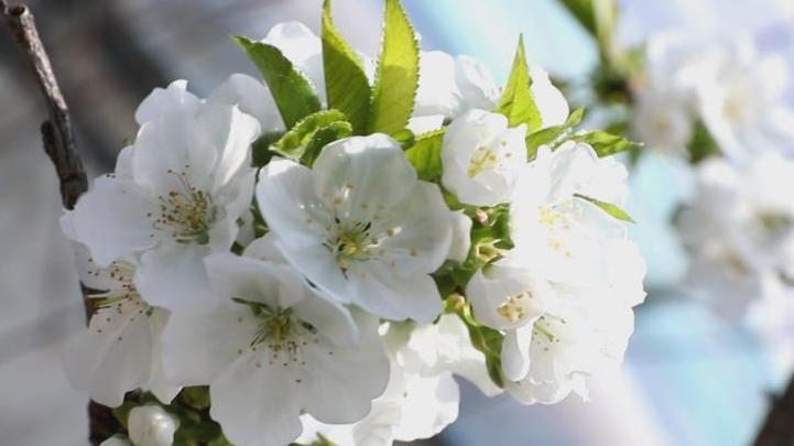 “春来第一果” 樱桃花开压满枝