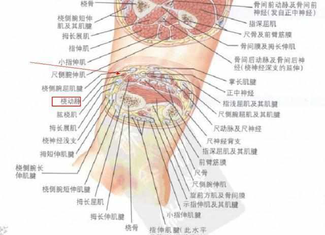 割手腕会有生命危险吗?电视剧中是不是骗人的