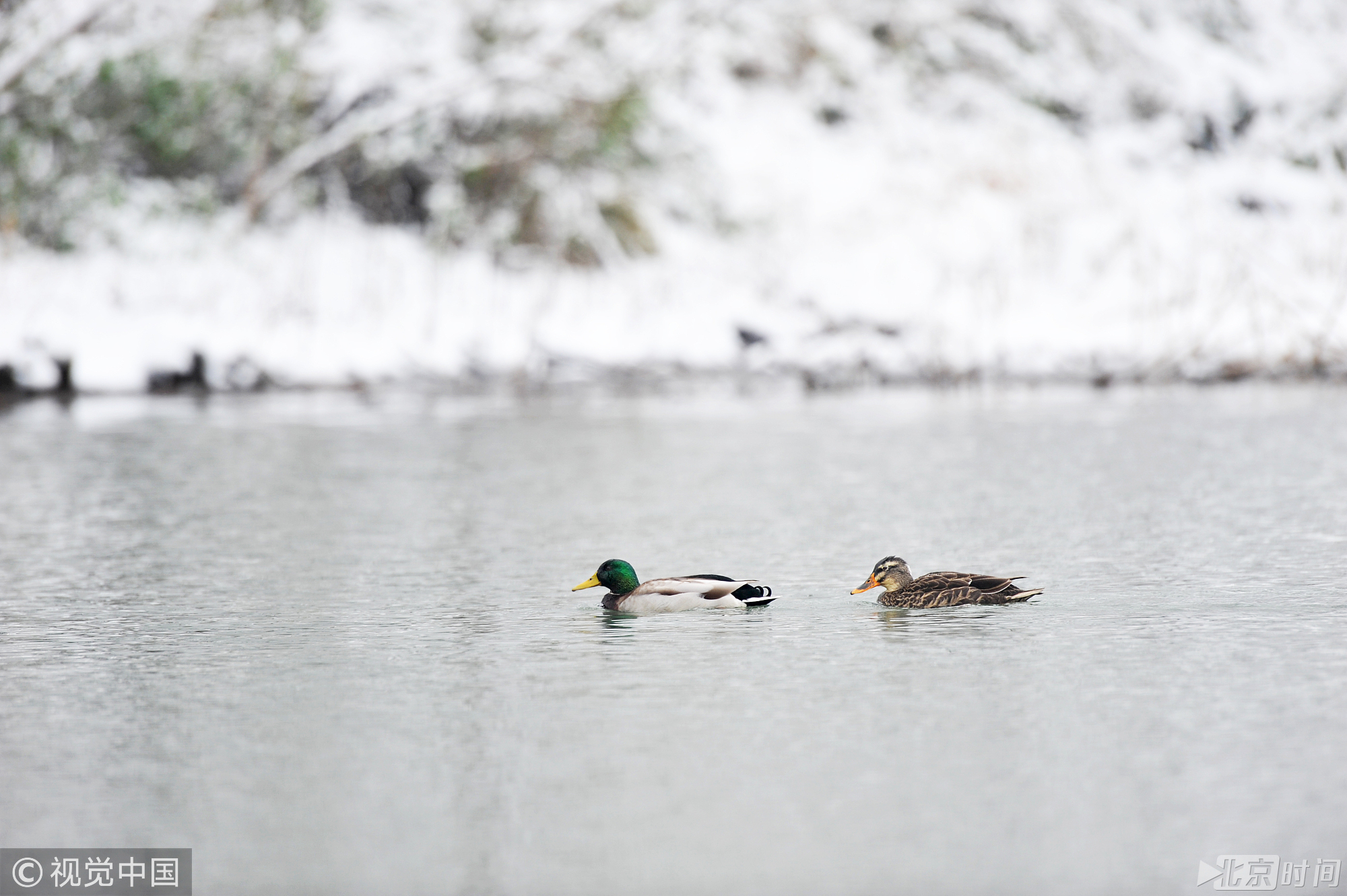据了解，杭州最近的一次下大雪是在2008年1月，那时的降雪持续了约大半个月，中国国家气象部门的专家指出，那次大范围的雨雪过程应归因于与拉尼娜现象有关的大气环流异常。而今时隔10年，杭州再次迎来了强降雪天气。