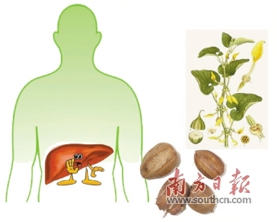 马兜铃酸导致肝癌?食药监总局:尚待证明 马兜铃酸导致肝癌?食药监总局:尚待证明