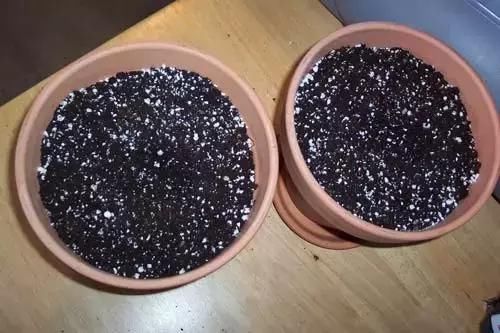 菠萝的盆栽方法,北方的朋友有条件也可以盆栽