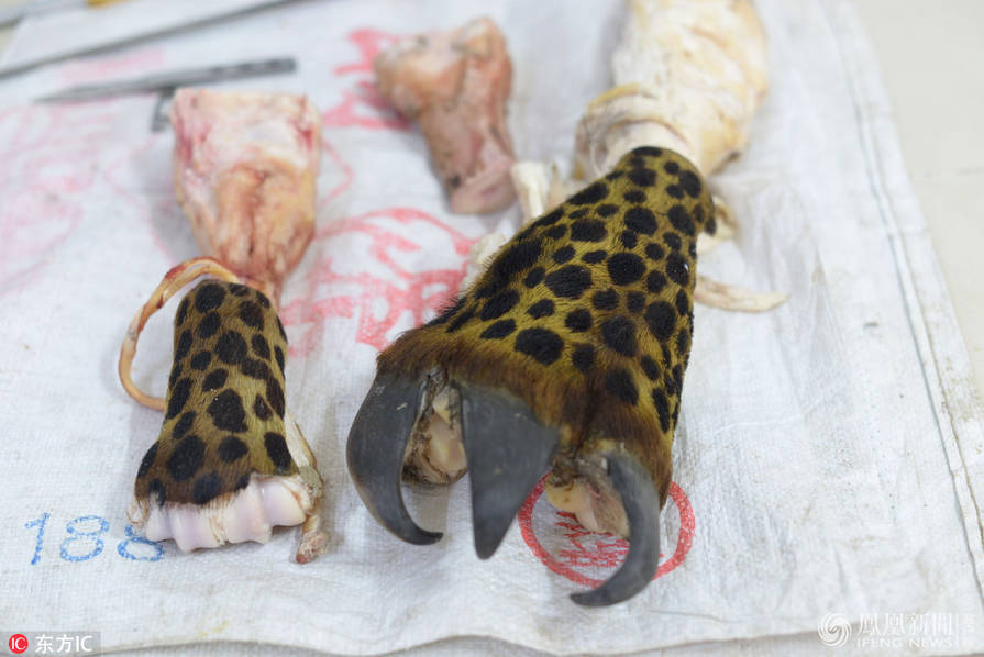 男子卖豹爪被抓 豹爪竟是牛蹄做的