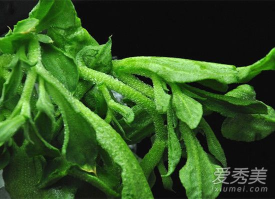 冰草是什么菜 冰草是田七吗