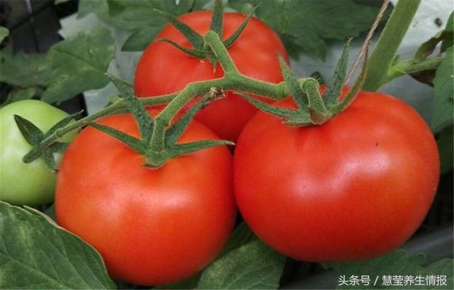 每天坚持吃一个番茄,一段时间后,5件好事会悄