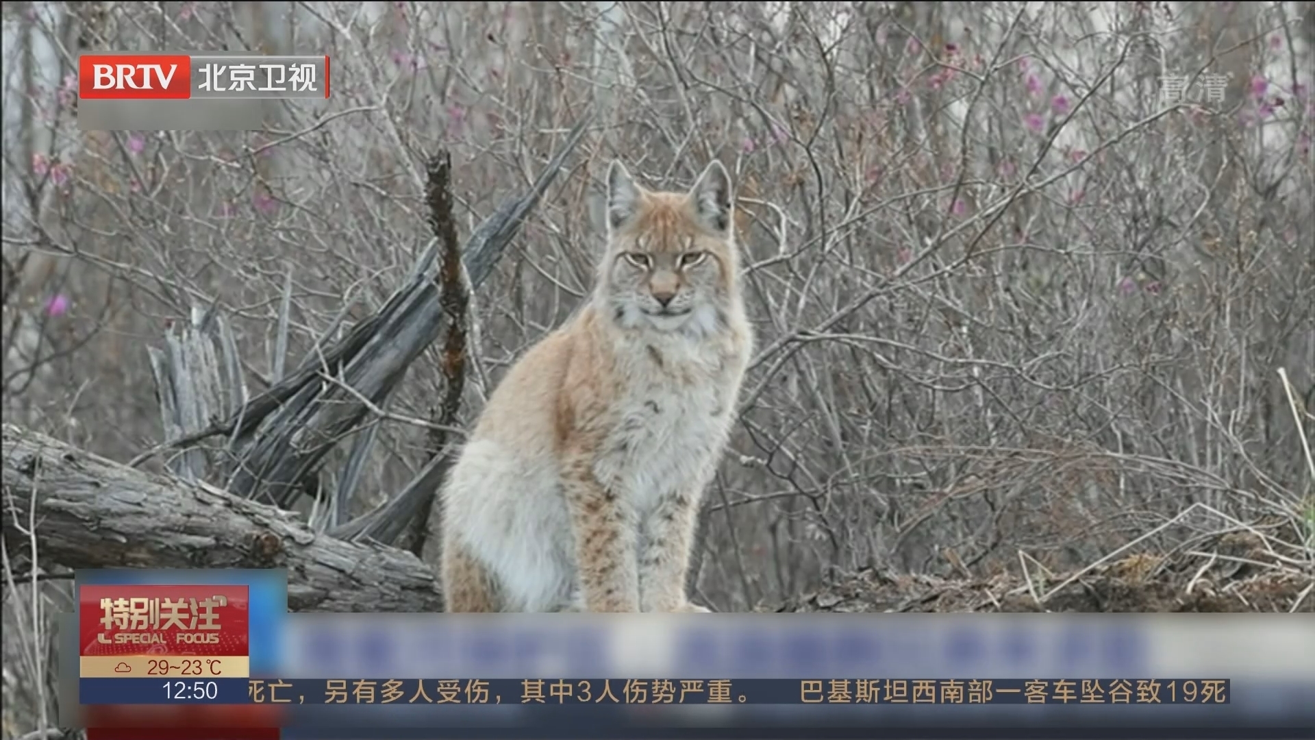 南瓮河保护区：流浪猞猁兄弟来求助_北京时间