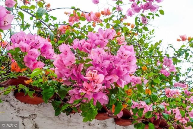 全国各地城市市花市树大全,你知道自己所在城