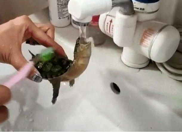 主人给乌龟刷龟壳,乌龟一脸享受,接下来的动作