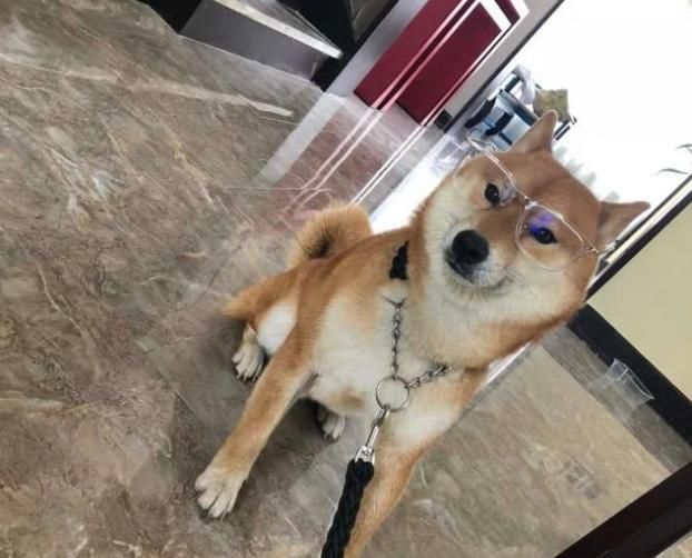 夏天到了,柴犬出门都戴墨镜,看得柴犬弟弟一脸