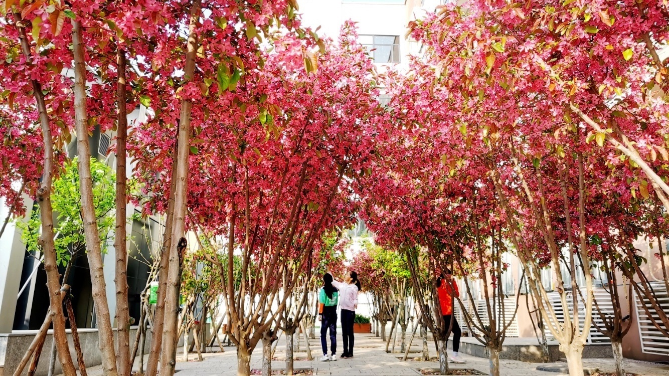 校园春色美,门头沟区这些学校的校花美出了圈 校园春色美,门头沟区这些学校的校花美出了圈