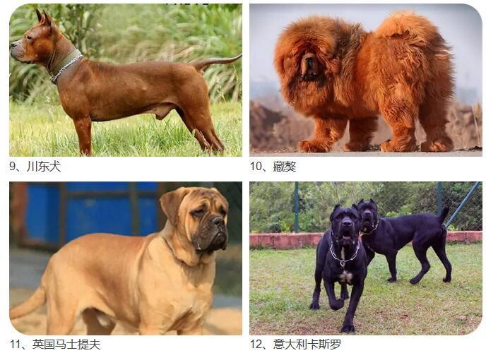 宁波人注意了!这28种烈性犬禁止饲养