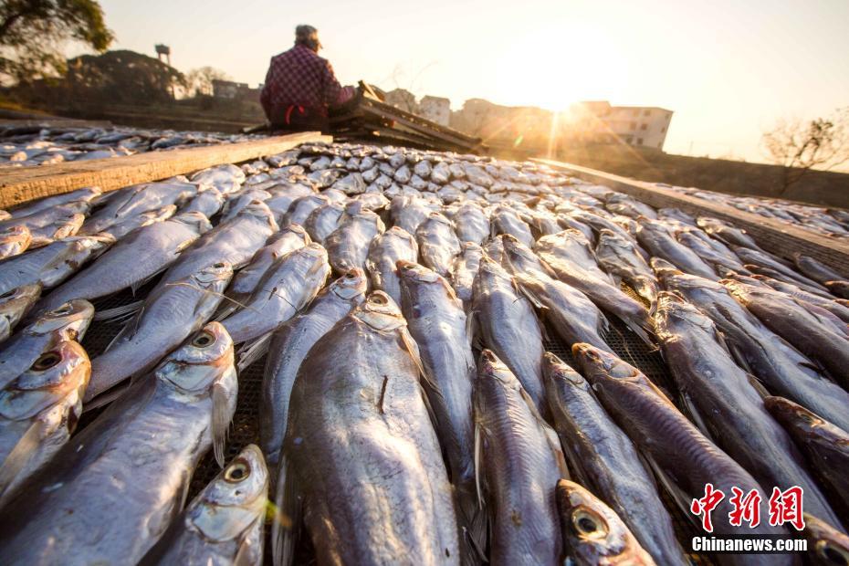鄱阳湖畔渔民晒鱼忙 鄱阳湖畔渔民晒鱼忙