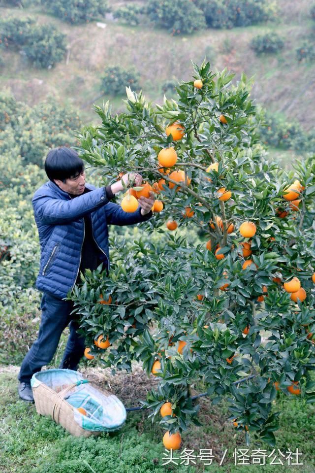 湖北秭归:家庭农场种脐橙年收入百万 观光采摘