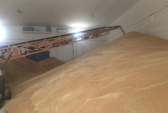 淮安市(区)城南粮库新收的小麦正在填满粮仓