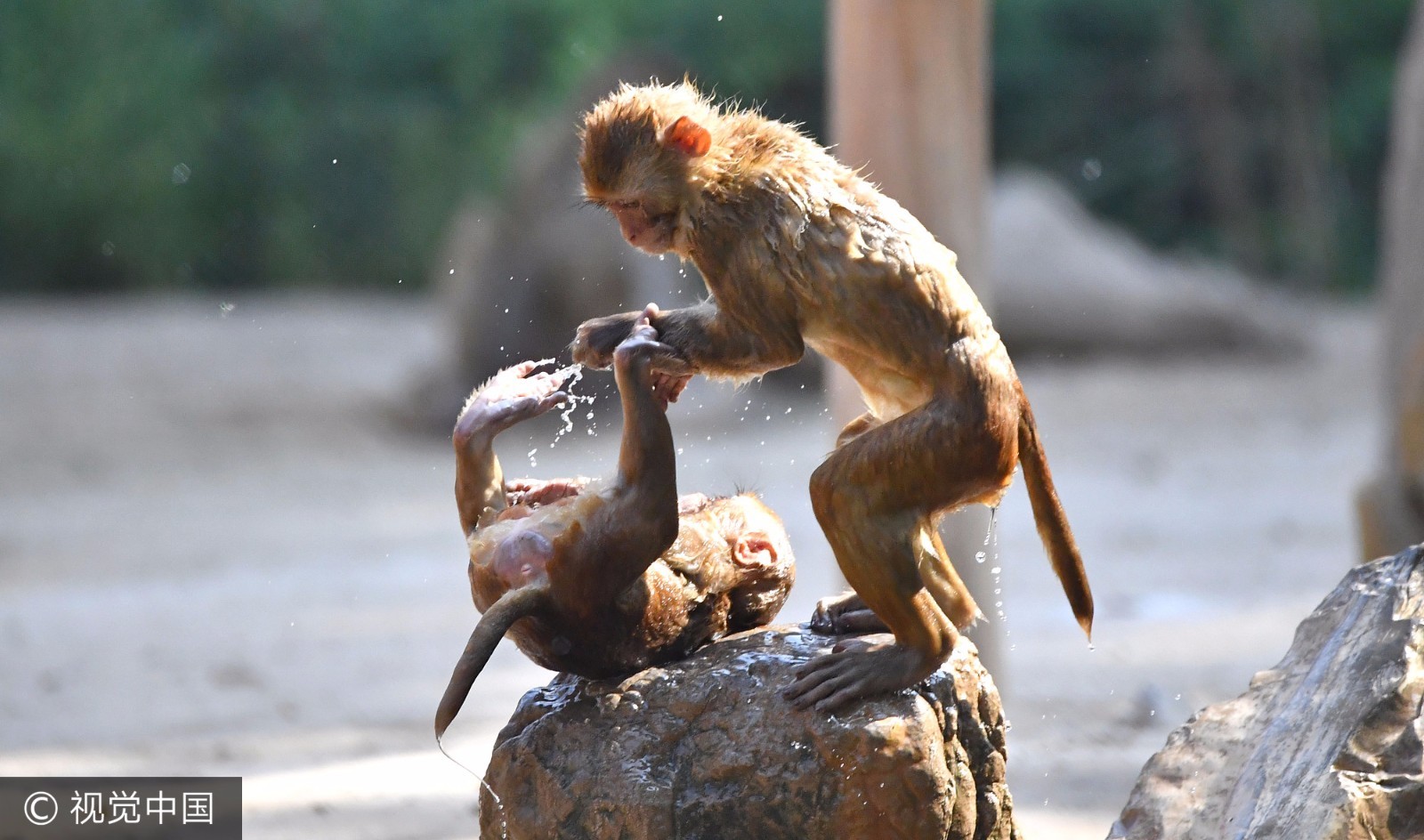 萌翻了!伏天高温来袭猴子们动物园内开水果大趴