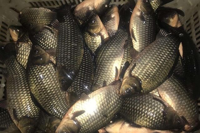 黑坑钓鲫鱼不妨试试这款虾泥鱼饵 钓鱼效果好