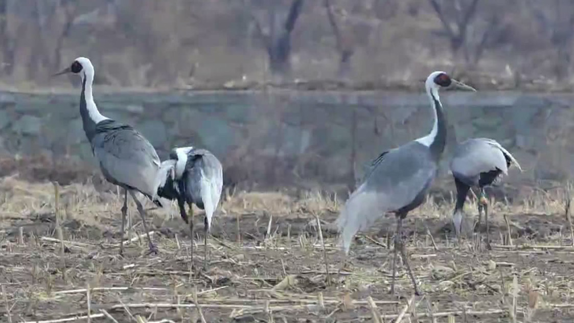 场面壮观!多种珍稀鸟类成群齐聚密云小漕村 场面壮观!多种珍稀鸟类成群齐聚密云小漕村
