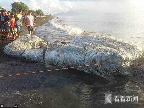 菲律宾海滩惊现长毛"海怪"尸体:物种不明 臭味奇特