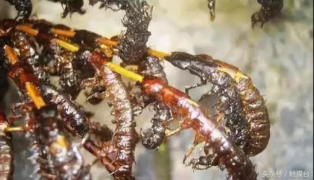 西双版纳雨季来临,来看看当地人都吃什么虫子