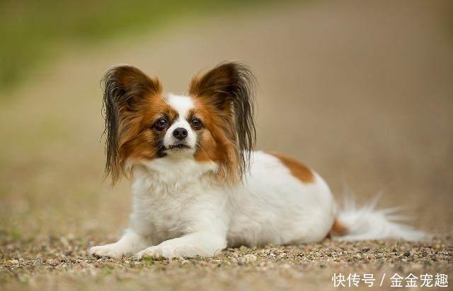 么狗不掉毛适合家养?最不掉毛的狗狗排行榜!