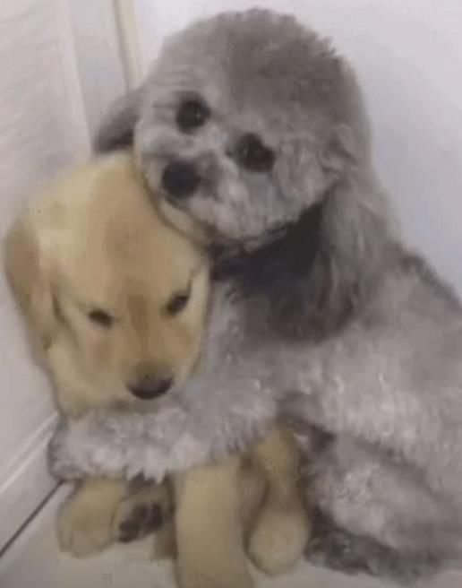 主人说要处罚金毛 泰迪一听立马抱住金毛 这画