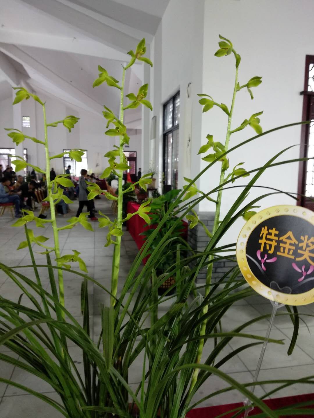建德是兰花大市,种植兰花有着悠久的历史,是兰花文化的发祥地之一,厉