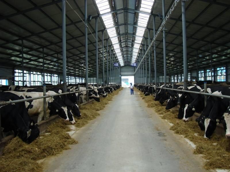 吃肉会引发全球变暖?欧美专家抛出新观点,有望遏制全球变暖