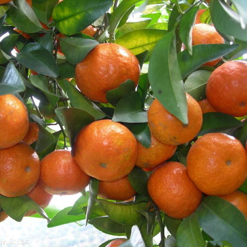 通知!这几种水果女人尽量少吃,吃多了会越来越