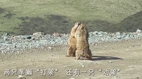 两只旱獭“打架”,把“拉架”的也打了→ 两只旱獭“打架”,把“拉架”的也打了→