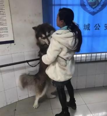 雪橇三傻聚会派出所,蹭吃蹭喝硬是把警察蜀黍