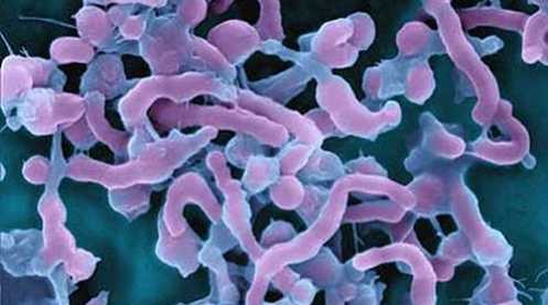 2年抗战胃炎,幽门螺旋杆菌反复感染,吃药还不