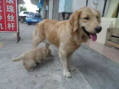 主人要教训小金毛,狗爸直接叼来一根棍子,主人