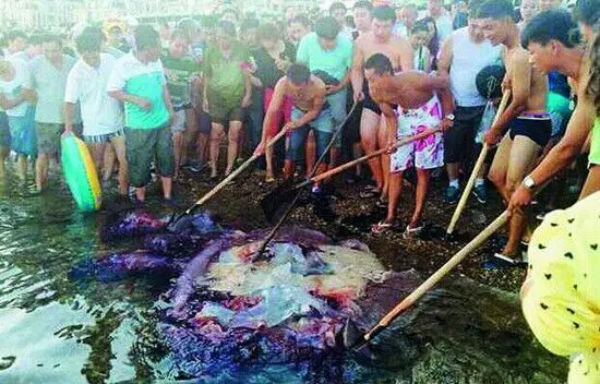 大连部分海域出现海蜇 曾有女童被蛰身亡 - 周公乐 - xinhua8848 的博客 大连部分海域出现海蜇 曾有女童被蛰身亡 - 周公乐 - xinhua8848 的博客