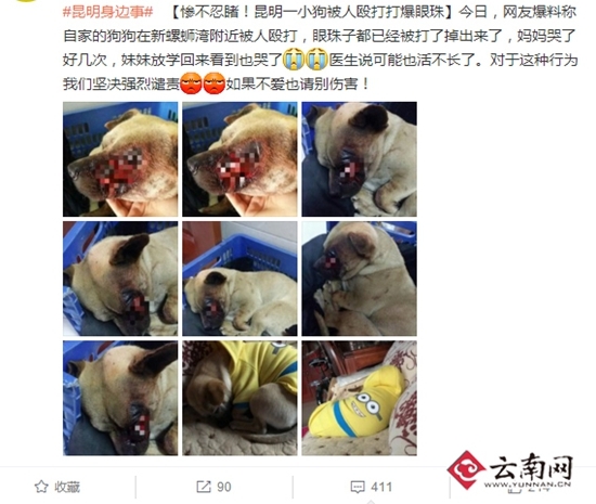 昆明又出虐狗事件 小狗眼球被人打爆