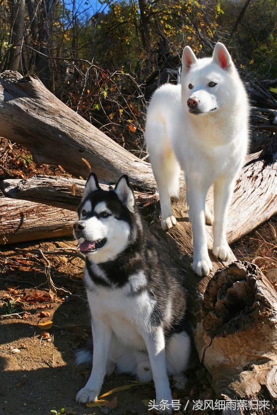 西伯利亚雪橇犬,雪橇三傻之哈士奇(二哈)