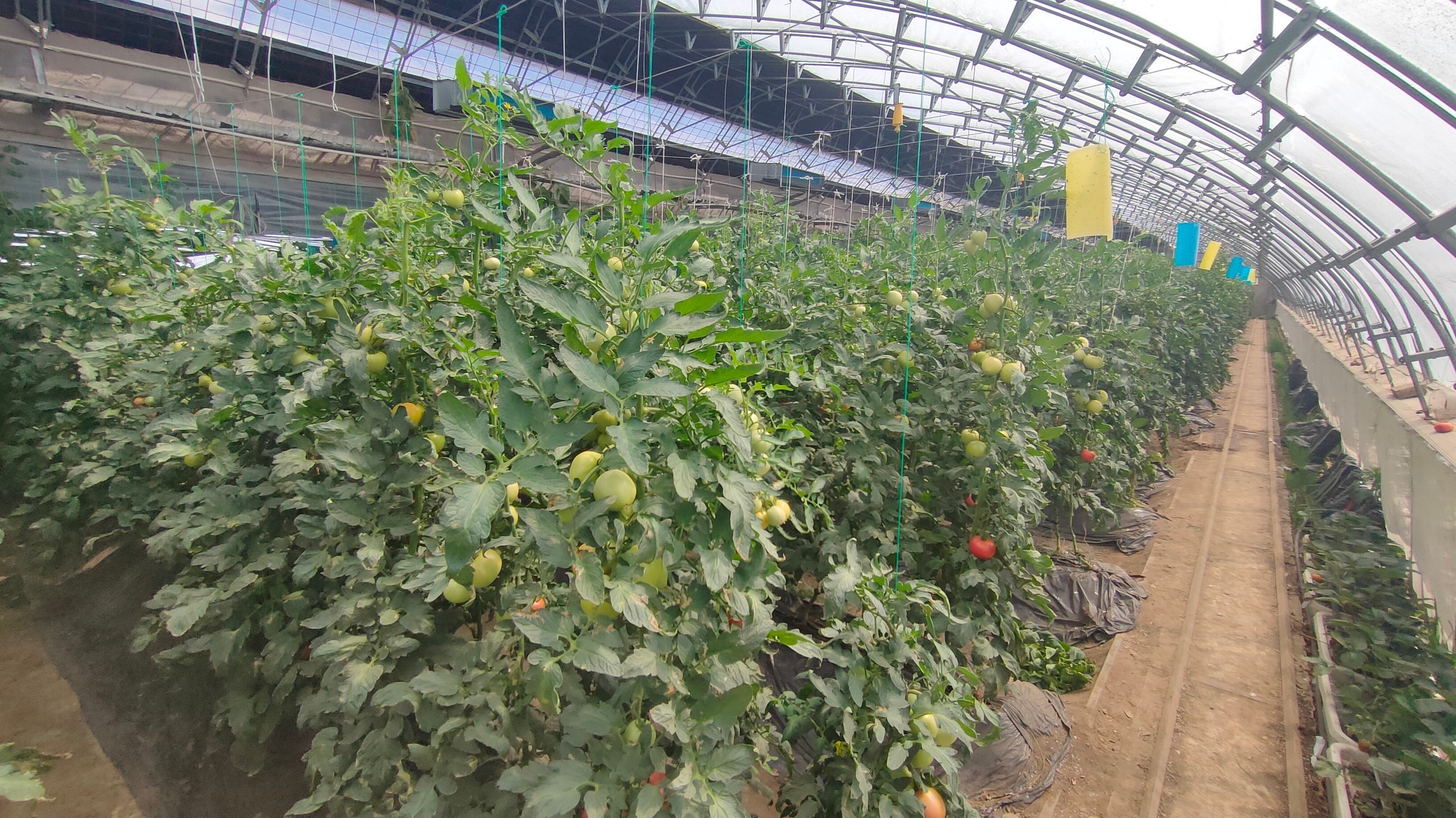 提产能、增效益！昌平区高效种植技术助推设施蔬菜“大丰收”