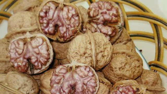 紫京核桃十分稀有 年产量只有十几个? 紫京核桃十分稀有 年产量只有十几个?