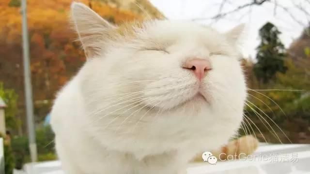 猫洁易:喵星人睡觉为什么会抽搐?