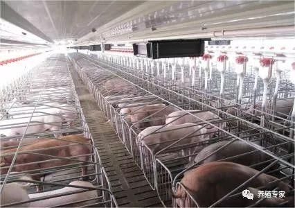 新手养猪要注意什么,养猪需要什么条件