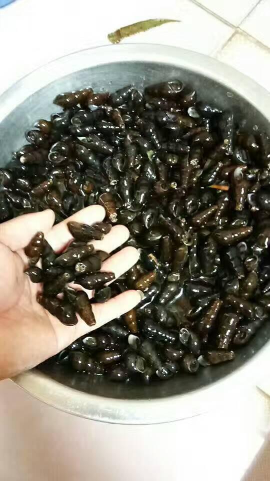 农村的纯野生石螺--有钱未必能买得到