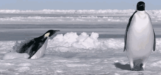 地冻给予了生灵们格斗场式的求生空间: 北极熊追击海豹,企鹅翻浪捕鱼
