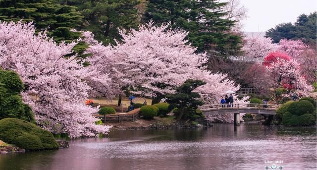 2018年日本樱花前线时间表 全日本的赏樱胜地