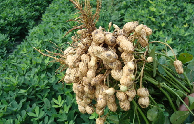 稀奇!专家用中医农业理论种花生亩产1800斤