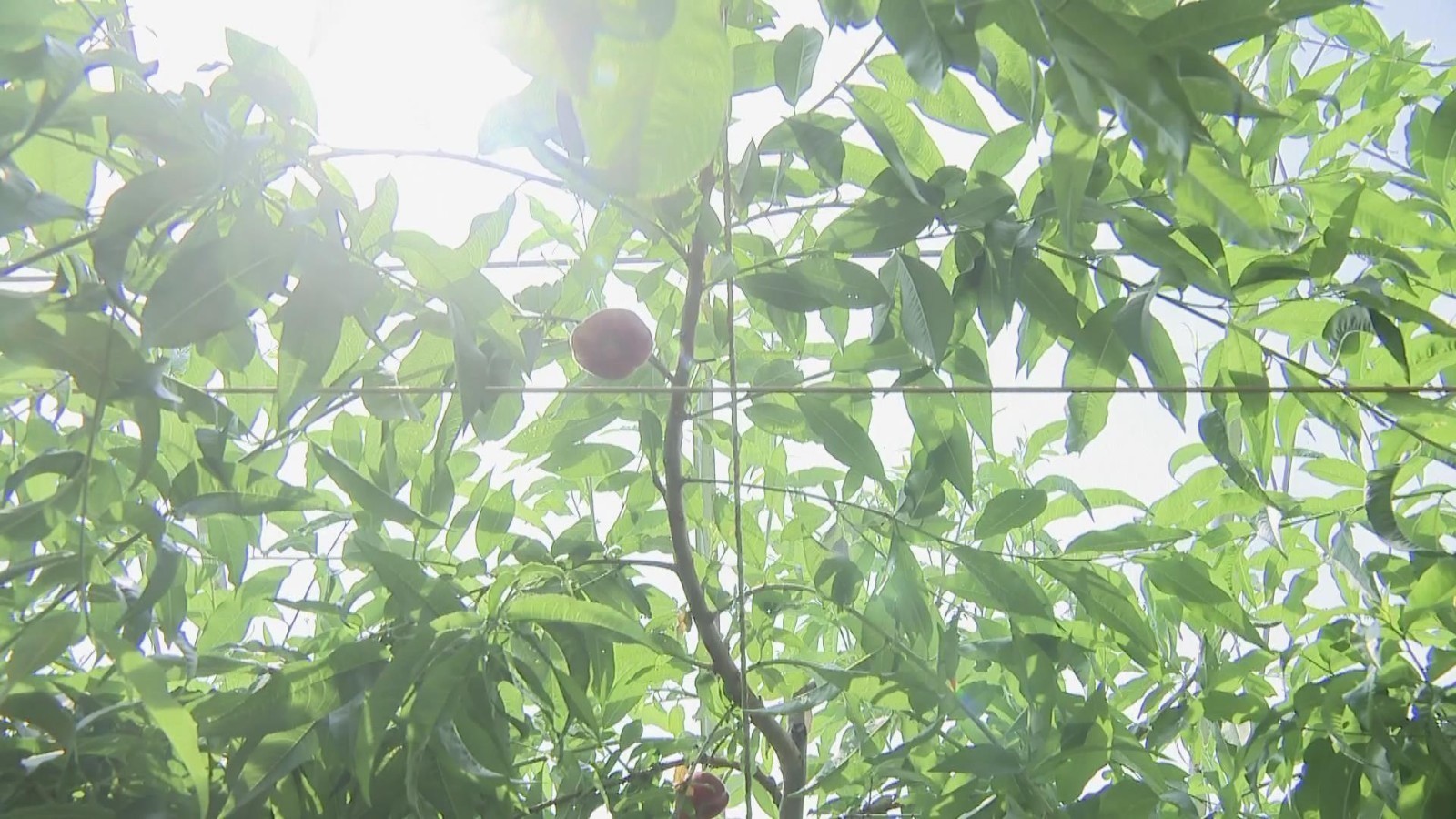 大棚桃种植新技术 助力乡村振兴