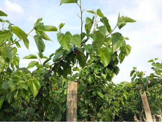 蜀桑源挖掘桑树8大经济用途,种树也能挣大钱