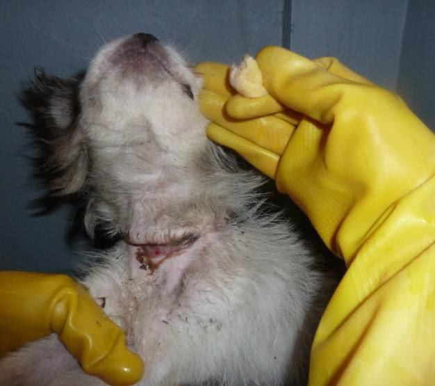 受伤流浪狗向我不停哀叫求助,脖子上的伤痕触目惊心!