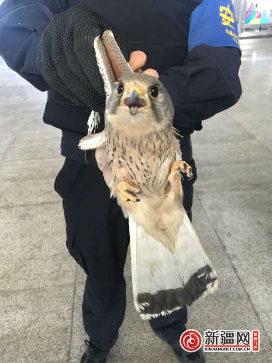 和田火车站派出所值班民警救助被困猎隼