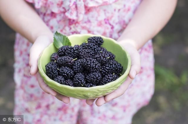 桑葚干降血糖的宜忌人群!