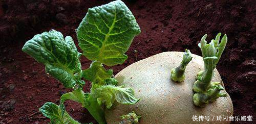 大蒜发芽真的有毒吗建议这些发芽的食物,宁愿